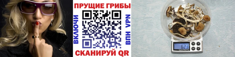 магазин    Гусев  Галлюциногенные грибы Psilocybine cubensis 